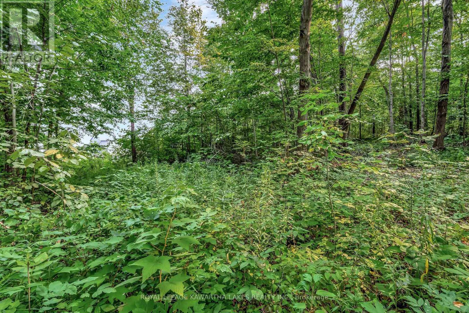 0 Cottingham Road, Kawartha Lakes, Ontario  K0L 2W0 - Photo 11 - X12339058
