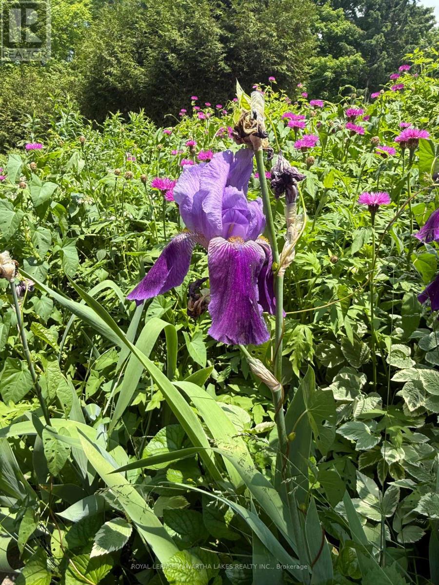 5 Government Dock Road, Kawartha Lakes, Ontario  K0M 2L0 - Photo 18 - X12499764