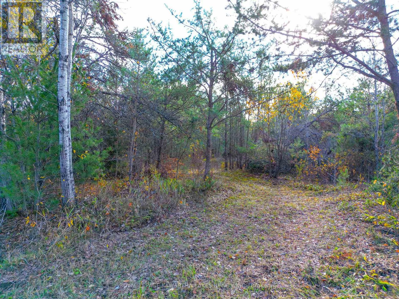 Lt 36 Hodgson Drive, Kawartha Lakes, Ontario  K0M 1C0 - Photo 11 - X13018478